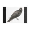 Crow Raven Art Print, Stretched Satin Canvas Wall Decor, Aesthetic Room Art, Unique Gift for Bird Lovers, Eco-Friendly Home Accent